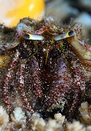 Banda Sea 2018 - DSC05929_rc - Dark knee hermit crab - Bernard lermite des recifs - Dardanus logopodes